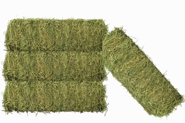 Alfalfa Hay (1) Bulk alfalfa hay supply for dairy farms