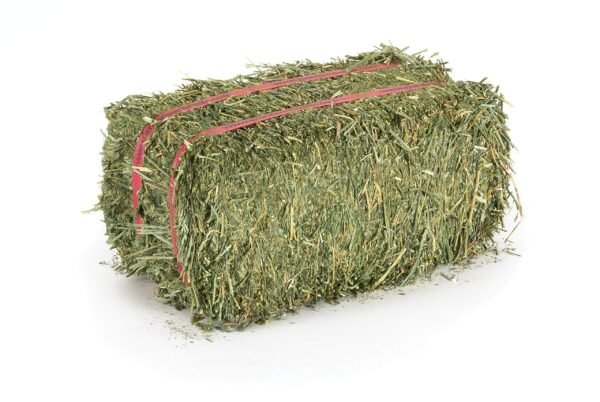 Alfalfa Hay (2) Premium alfalfa hay bales for livestock feeding