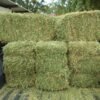Premium Lucerne Hay bales for livestock feeding
