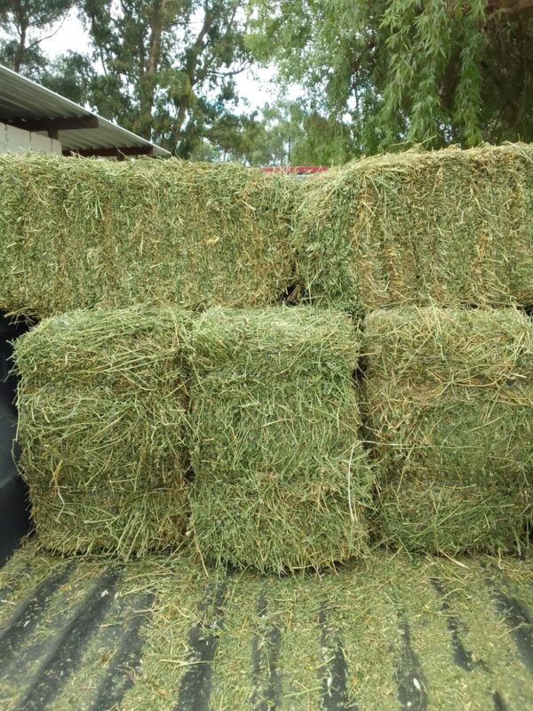 Premium Lucerne Hay bales for livestock feeding