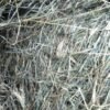 Premium Rhodes Grass Hay bales for livestock feeding