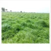 Bulk Rhodes Grass Hay supply for dairy farms