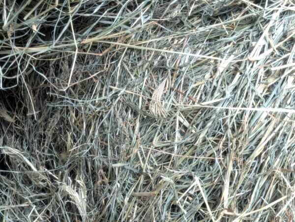 Premium Rhodes Grass Hay bales for livestock feeding