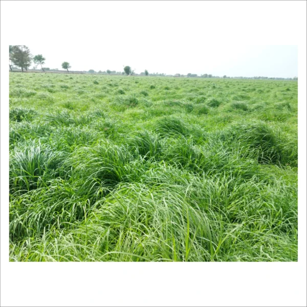 Bulk Rhodes Grass Hay supply for dairy farms