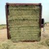 High-quality Rhodes grass forage for cattle and horses