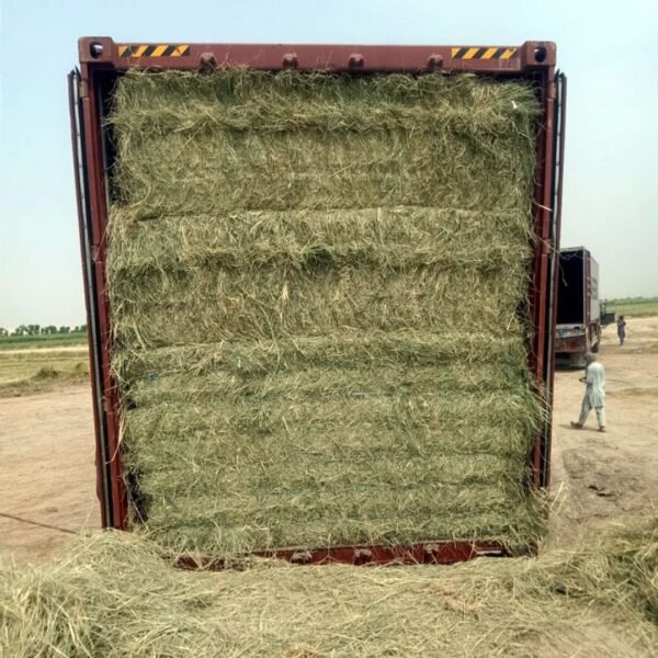 High-quality Rhodes grass forage for cattle and horses