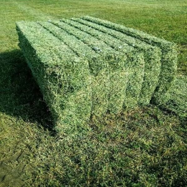 Commercial Rhodes Grass Hay storage and supply