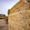 Soybean hay bales for dairy cattle