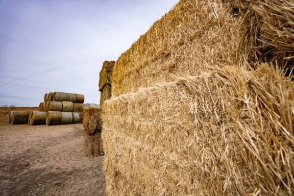Soybean hay bales for dairy cattle