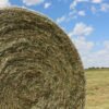 Bulk soybean forage supply