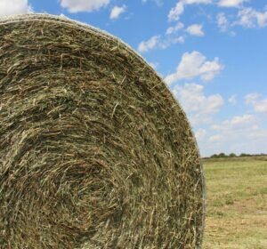 Soybean Hay Bales (2) Bulk soybean forage supply
