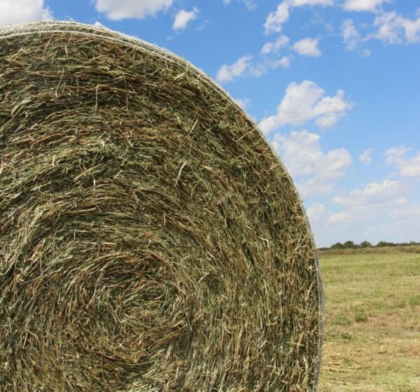 Bulk soybean forage supply