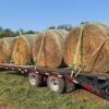 Round soybean hay bales in agricultural field