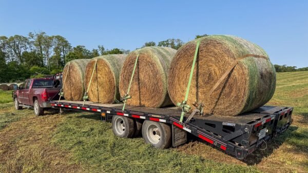 Round soybean hay bales in agricultural field