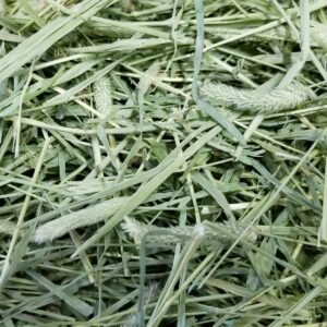 High-quality Timothy Hay for rabbits and guinea pigs