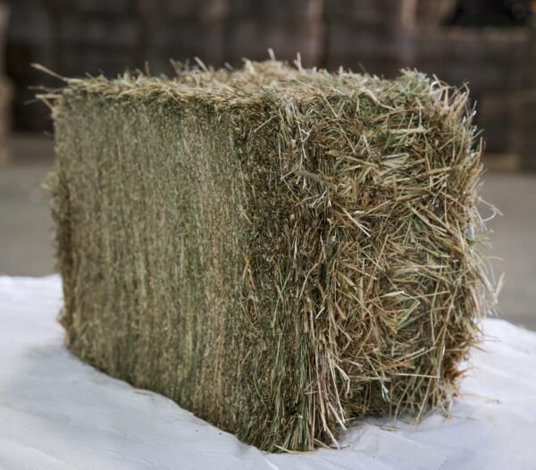 Round Timothy Hay bales in agricultural field