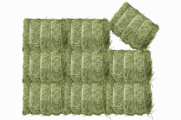 Bulk Timothy Hay supply for equine nutrition