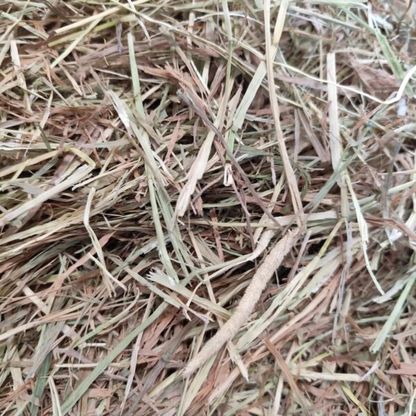 Premium Timothy Hay bales for horses and livestock