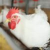Feed-grade canola meal for poultry and livestock
