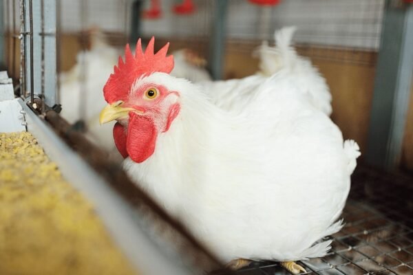 Feed-grade canola meal for poultry and livestock