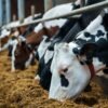 Canola meal for livestock nutrition and feed production