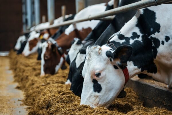 Canola meal for livestock nutrition and feed production