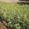 High-quality Tree Lucerne seeds for sustainable agriculture,