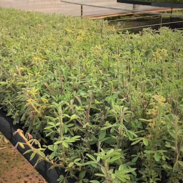 High-quality Tree Lucerne seeds for sustainable agriculture,