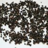 Tree Lucerne seeds for agroforestry projects,