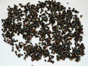 Tree Lucerne seeds for agroforestry projects,