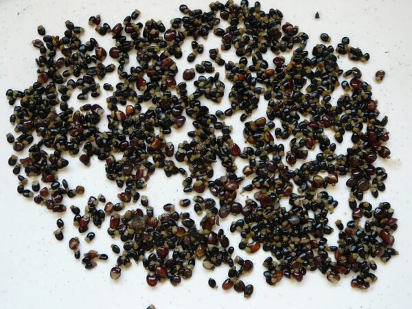 Tree Lucerne seeds for agroforestry projects,
