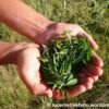 Premium Tagasaste seeds for livestock forage,