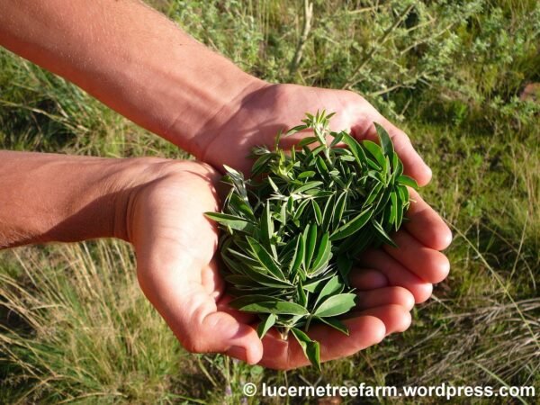 Premium Tagasaste seeds for livestock forage,
